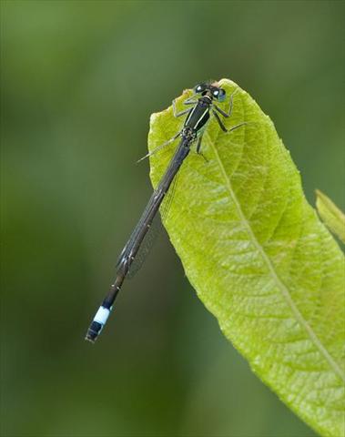Blue-tailed Damselfly