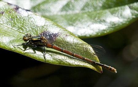 Large Red Damselfly (immature female)