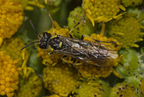 Tenthredo arcuata